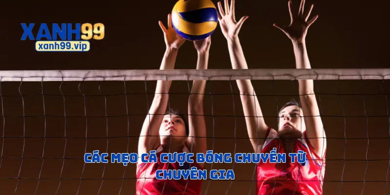 Các mẹo cá cược bóng chuyền từ chuyên gia